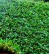 22 mm GRASS CARPET 