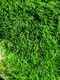 40 mm GRASS CARPET