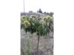 Grafted hybrid  Marigoule and Maraval Chesnut sapling