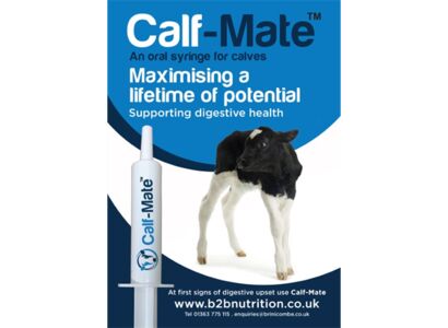 calf-mate-poster.jpg